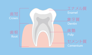 Nomenclature of human teeth