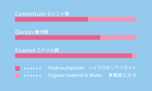 Component of human teeth