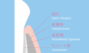 Nomenclature of Human Periodontium