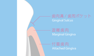 Nomenclature of Human Periodontium